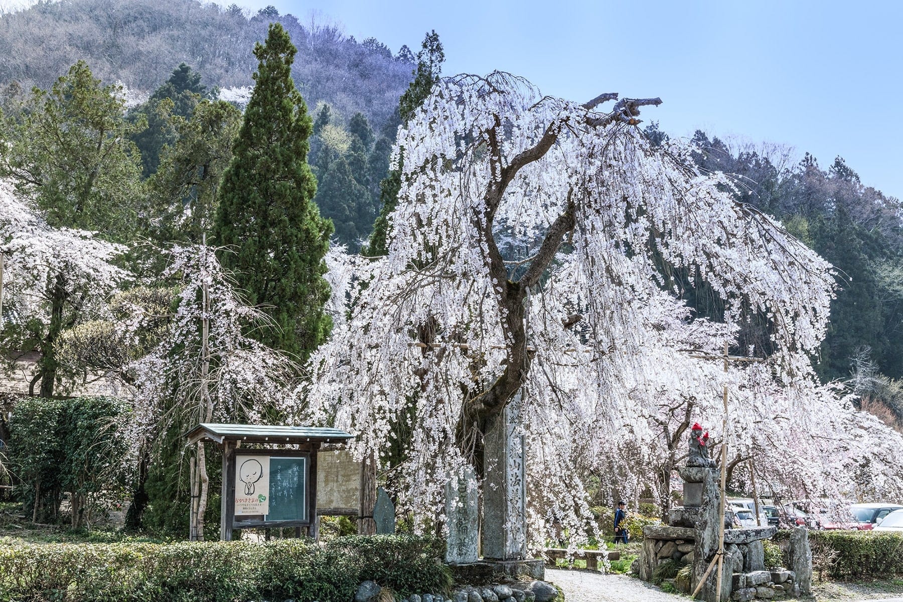 法善寺のしだれ桜