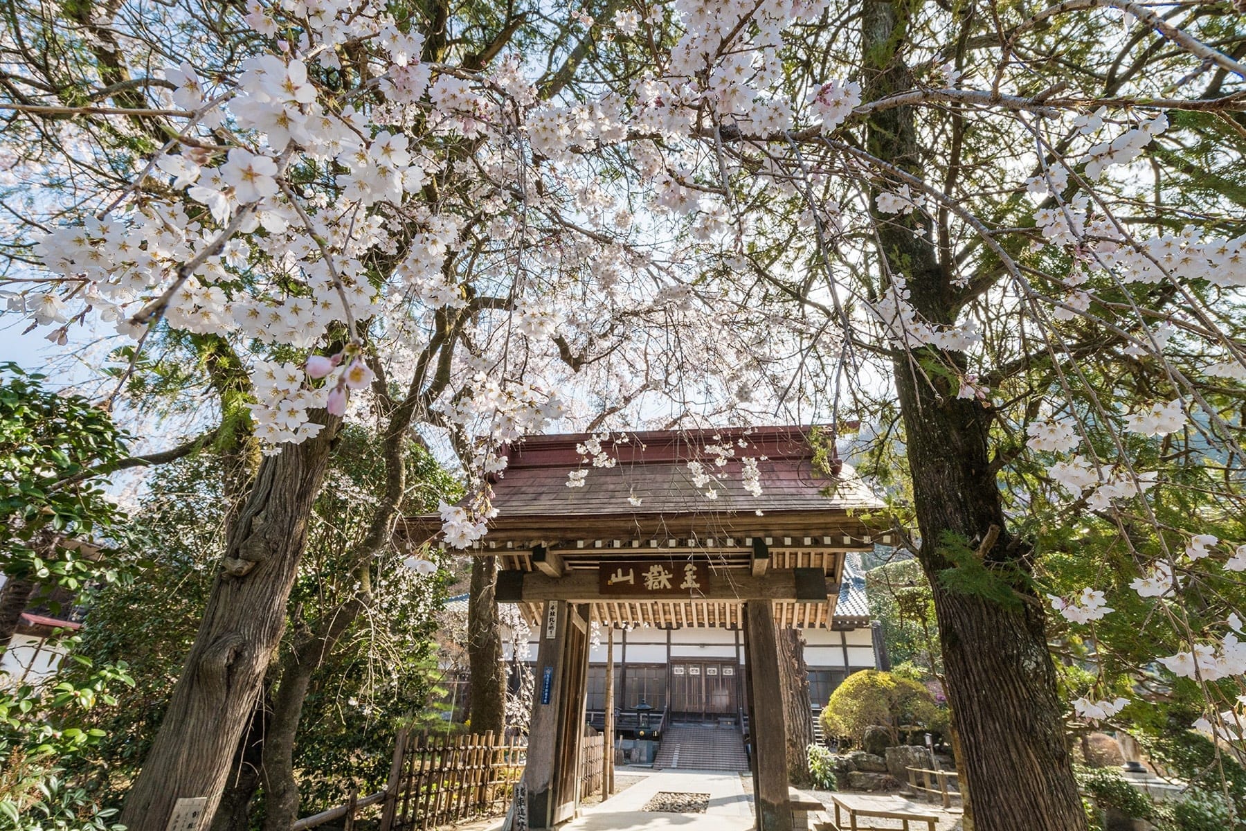 法善寺のしだれ桜