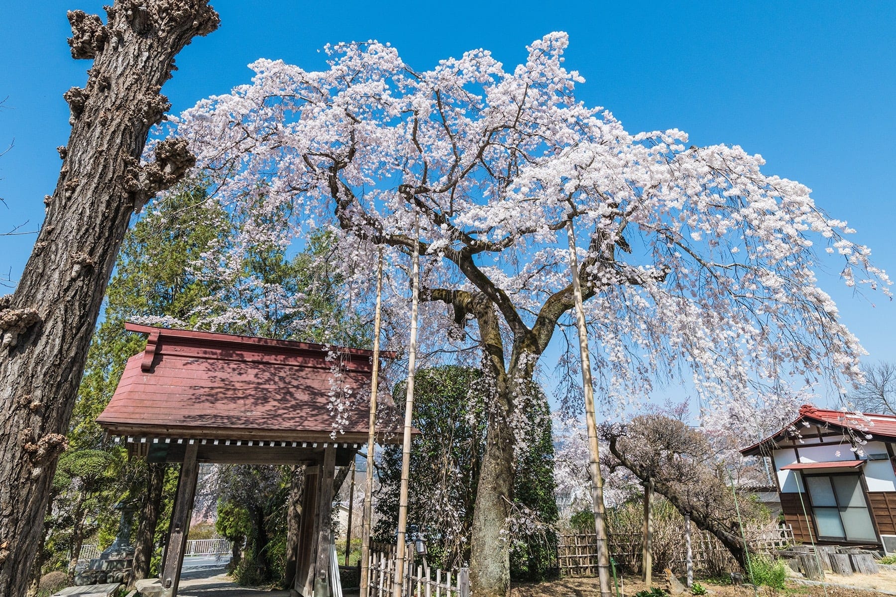 法善寺のしだれ桜