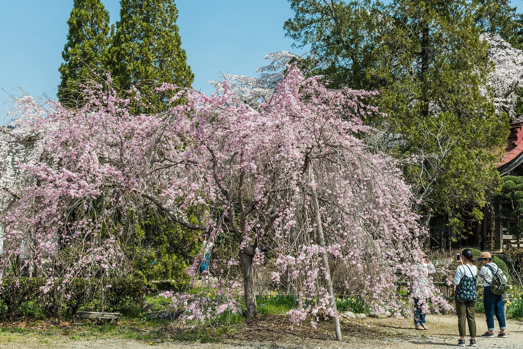 法善寺のしだれ桜