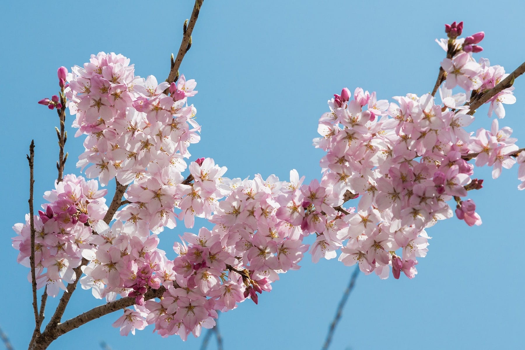 法善寺のしだれ桜