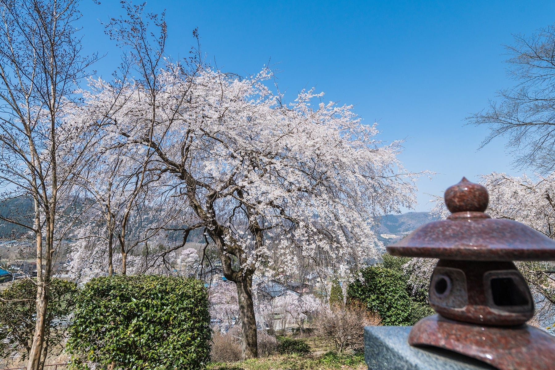 法善寺のしだれ桜