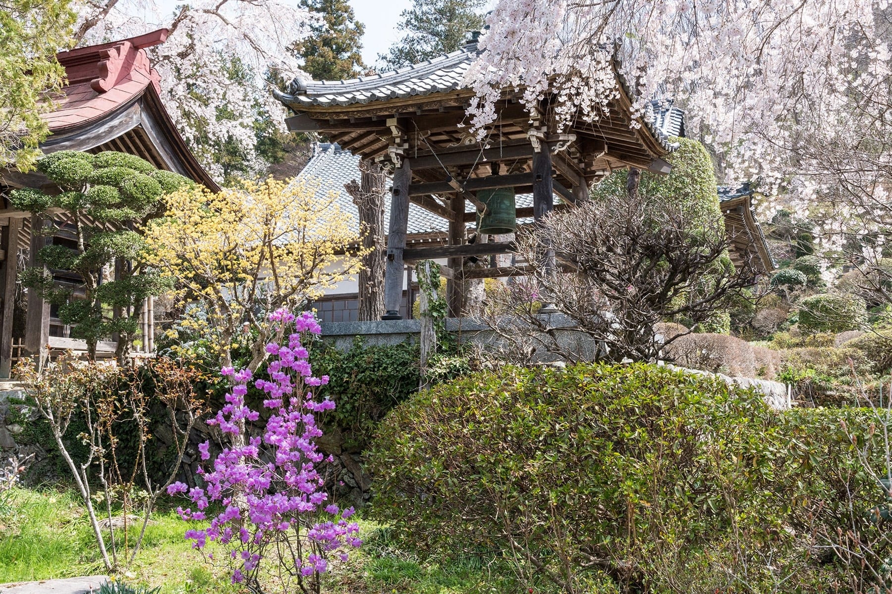 法善寺のしだれ桜