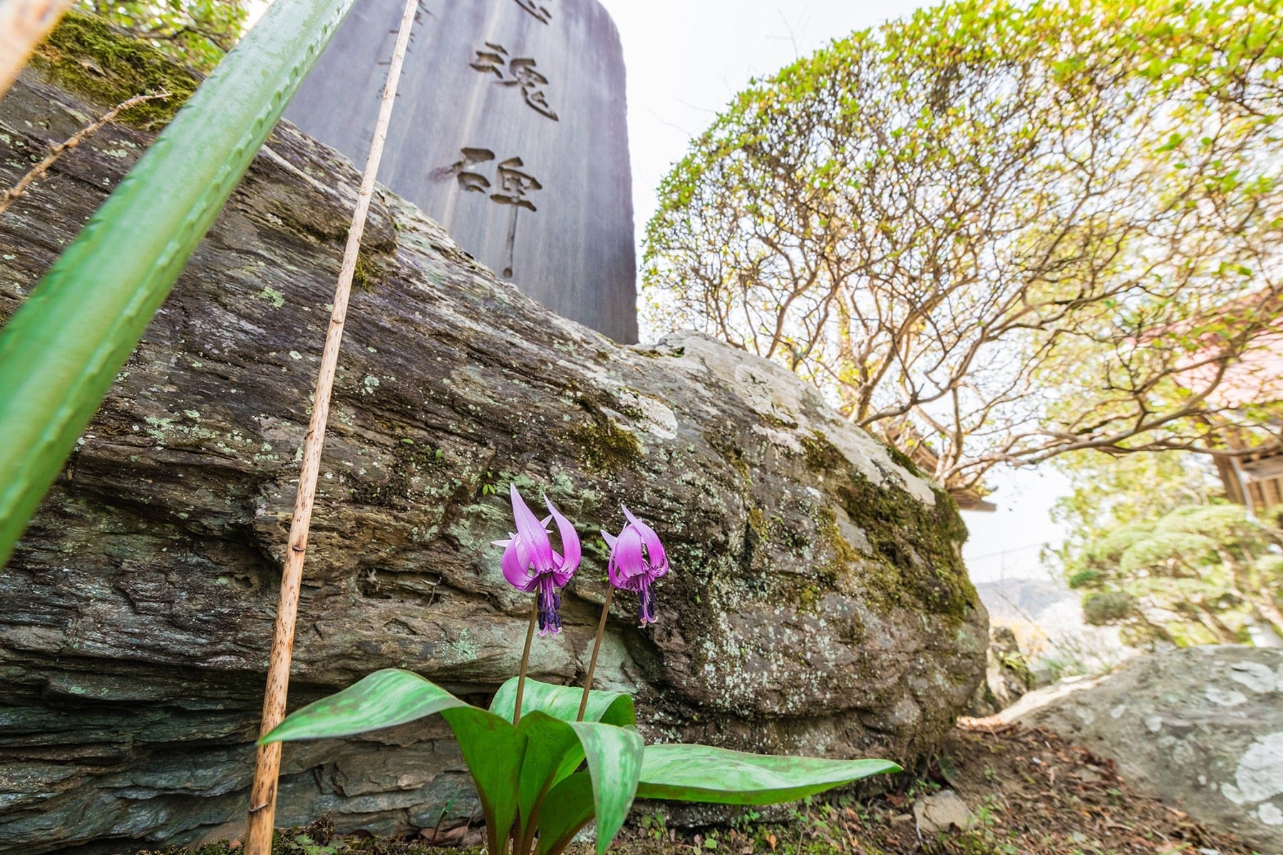 法善寺のしだれ桜