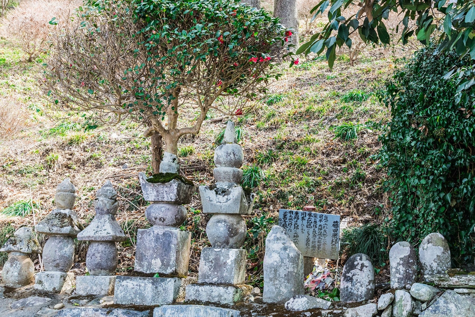 法善寺のしだれ桜