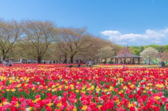 深谷のチューリップ