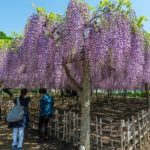 玉敷神社の大藤｜玉敷公園　　　　　　　　　