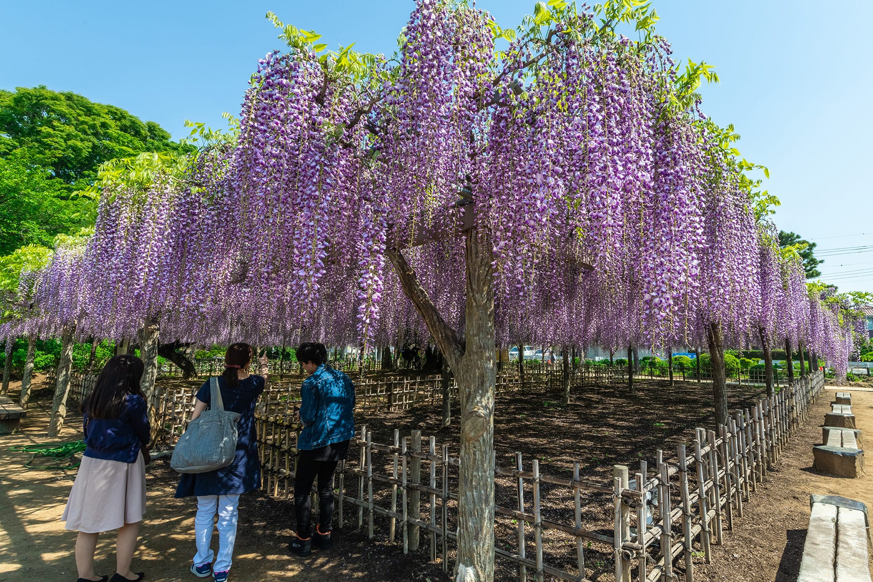 玉敷神社の大藤｜玉敷公園