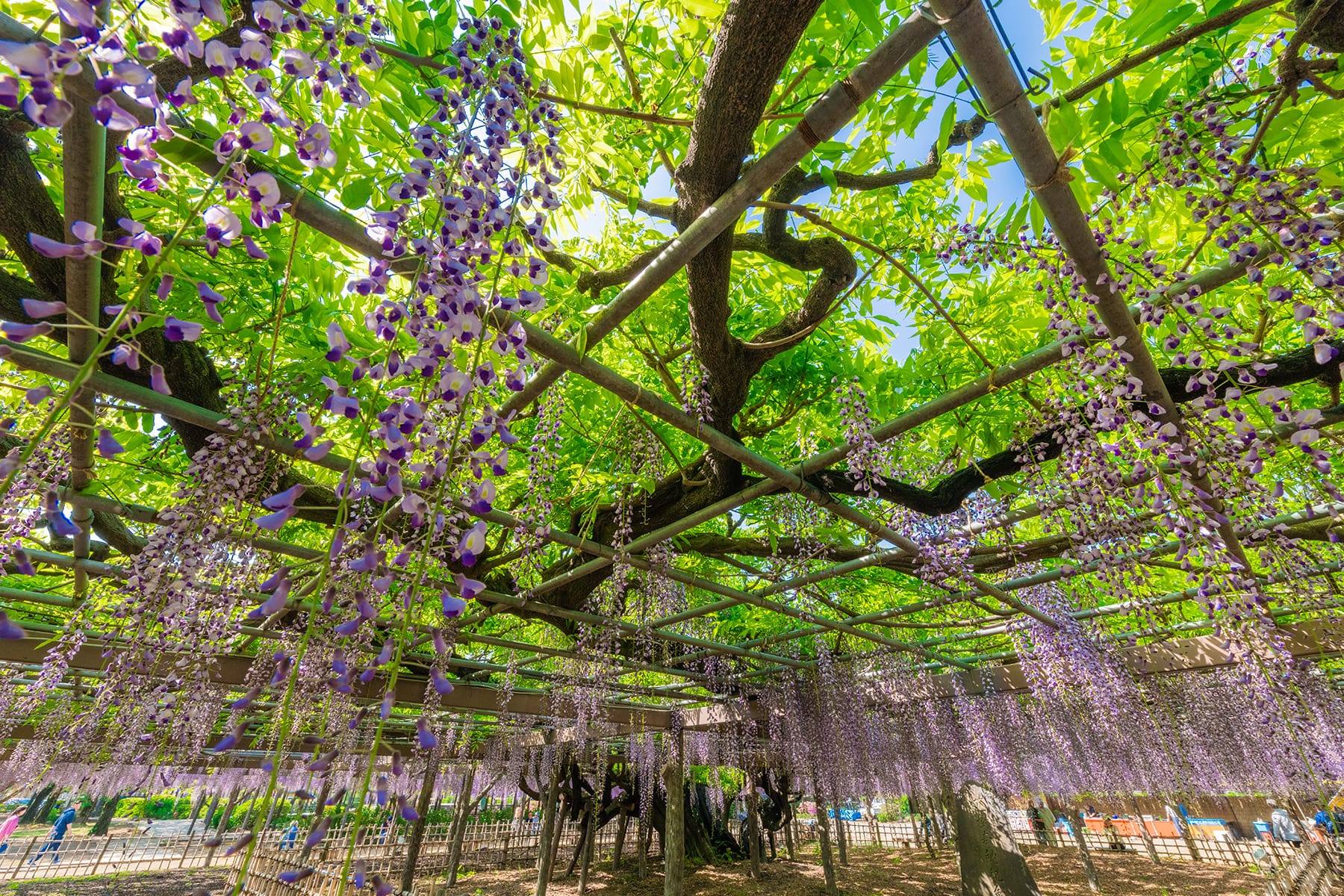 玉敷神社の大藤｜玉敷公園