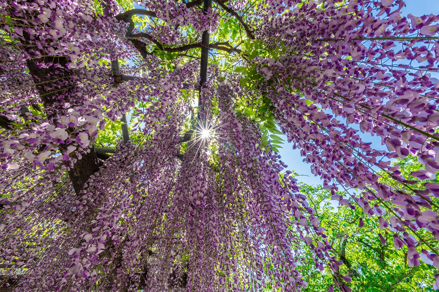 玉敷神社の大藤｜玉敷公園