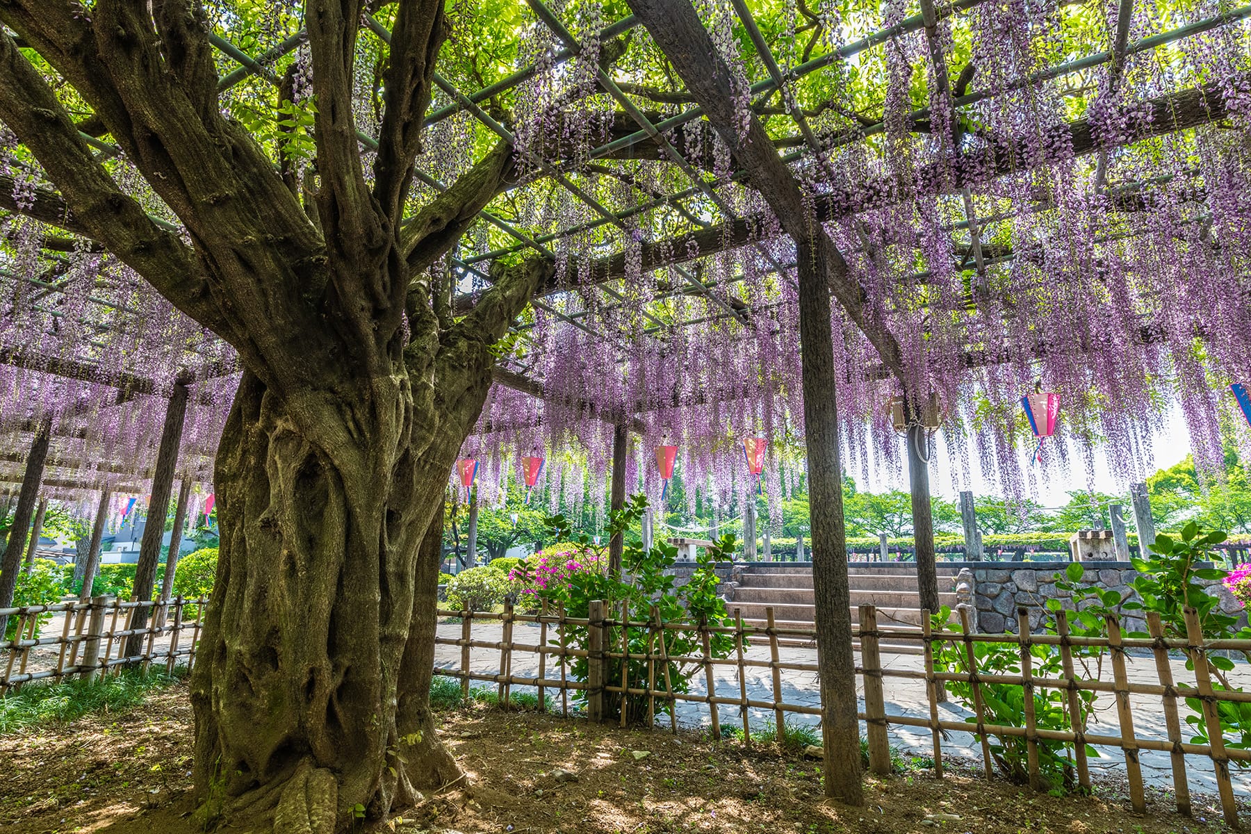 玉敷神社の大藤｜玉敷公園