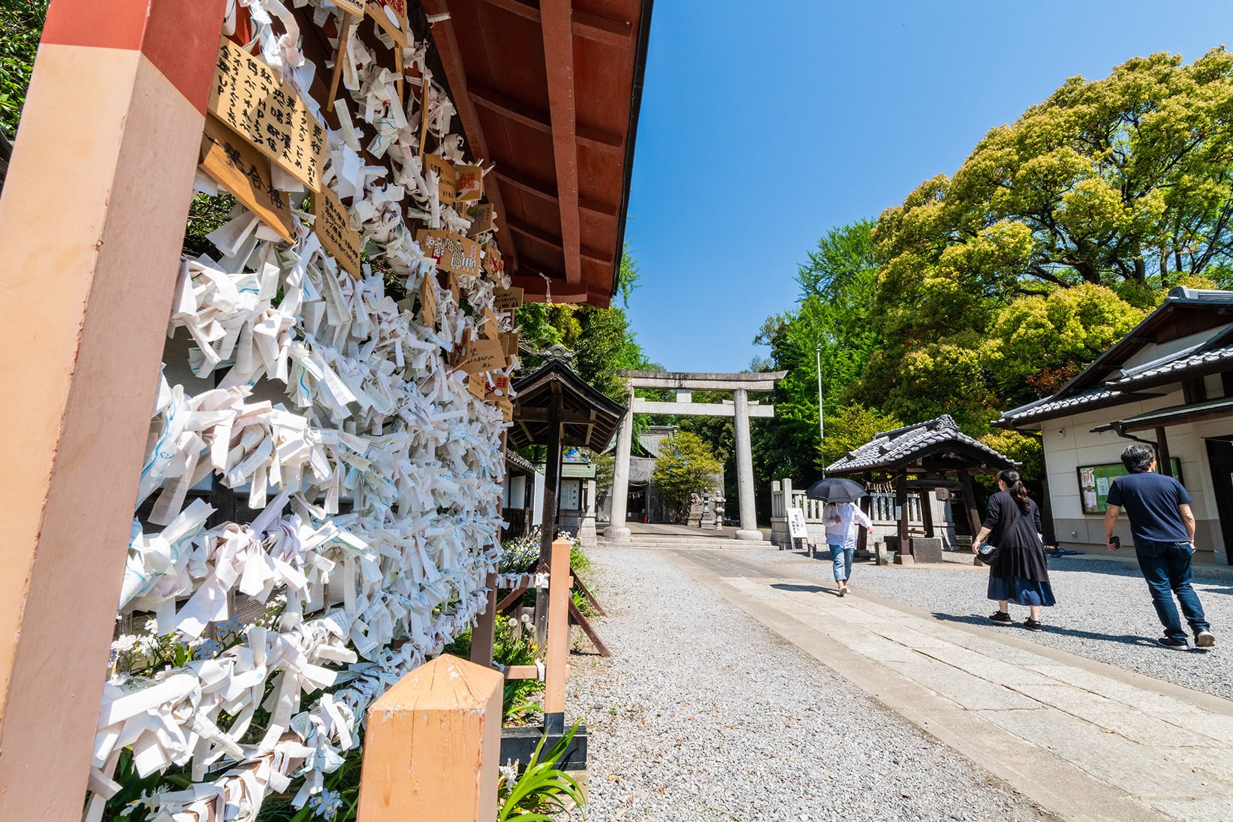 玉敷神社の大藤｜玉敷公園