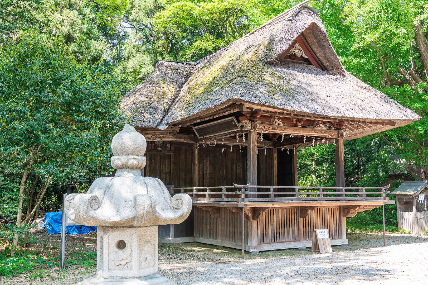 玉敷神社の大藤｜玉敷公園