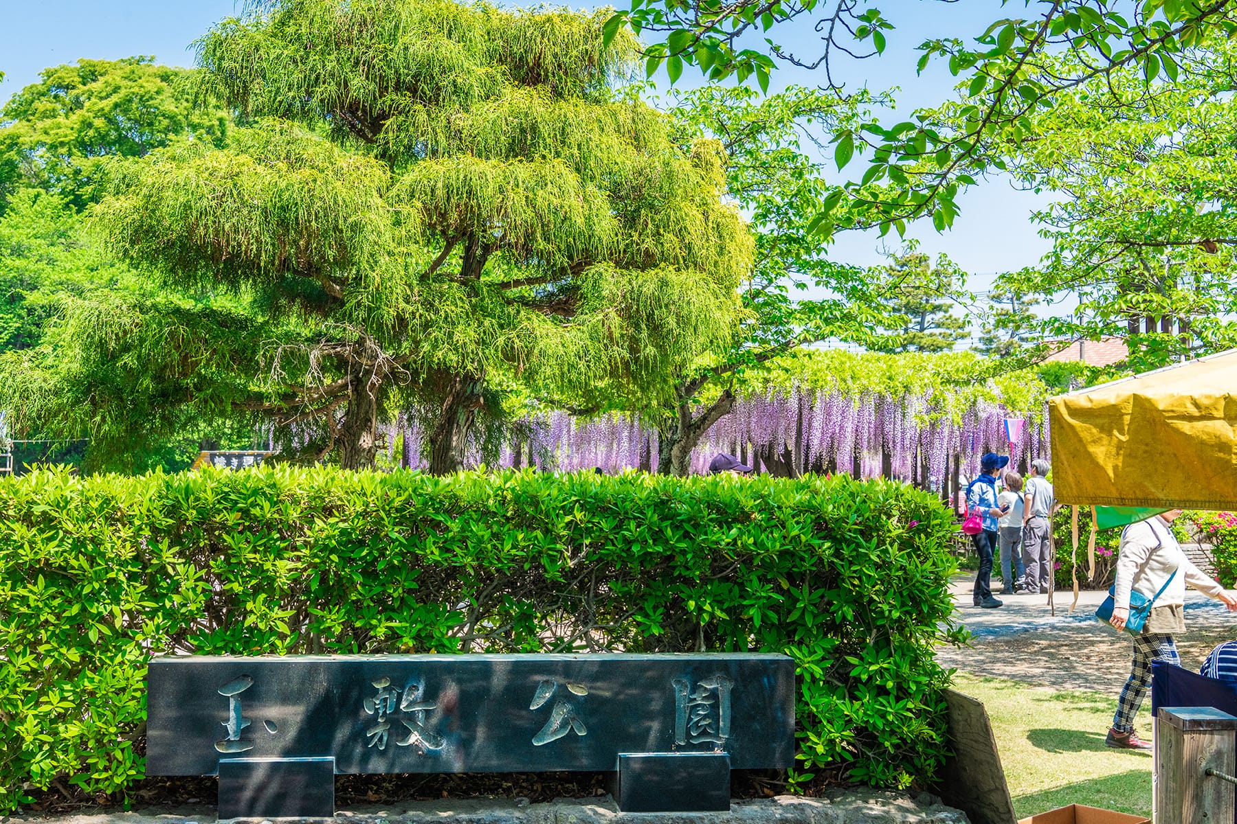 玉敷神社の大藤｜玉敷公園