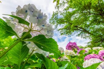 長念寺の紫陽花