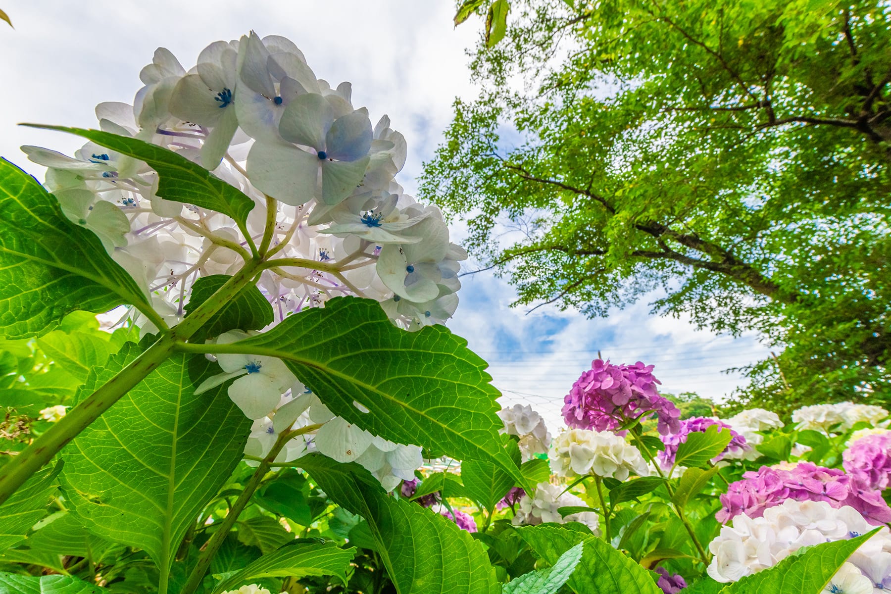 長念寺の紫陽花｜埼玉県飯能市