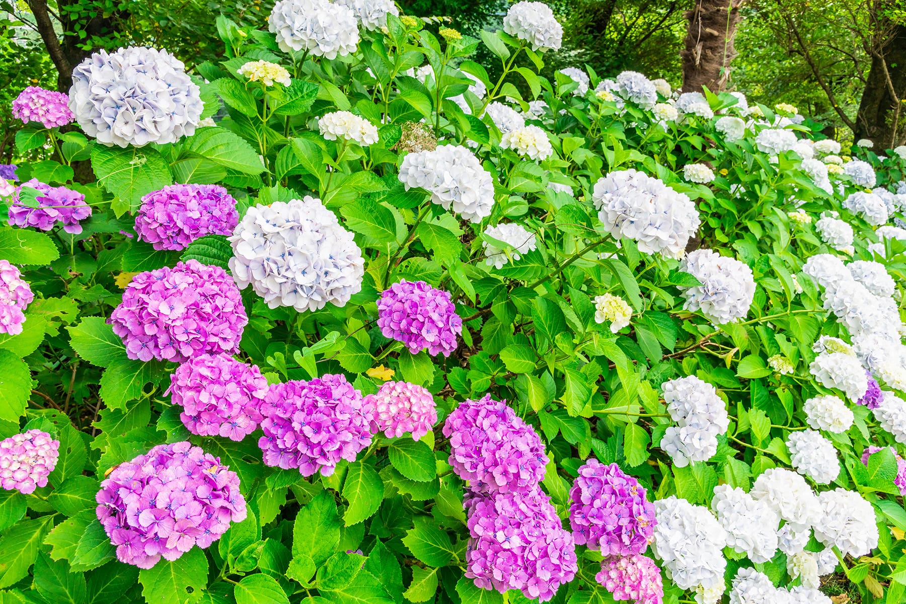 長念寺の紫陽花｜埼玉県飯能市