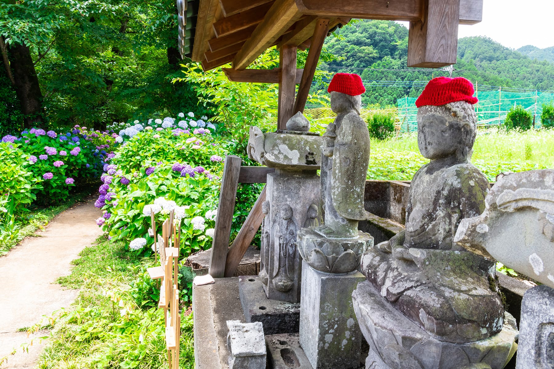 長念寺の紫陽花｜埼玉県飯能市