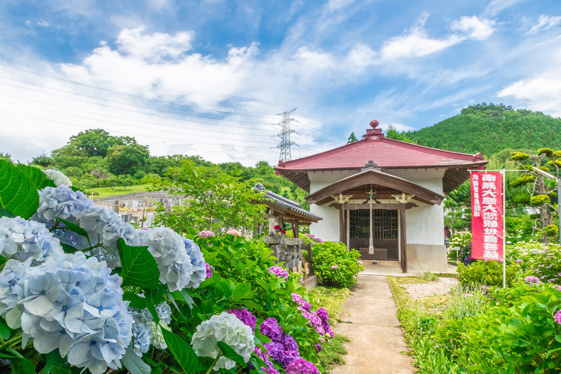 長念寺の紫陽花｜埼玉県飯能市