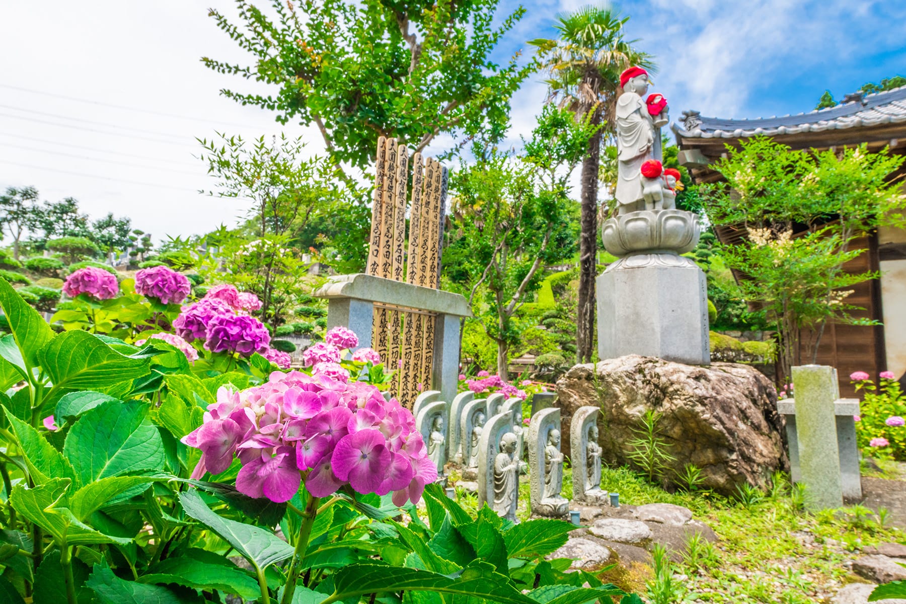 長念寺の紫陽花｜埼玉県飯能市