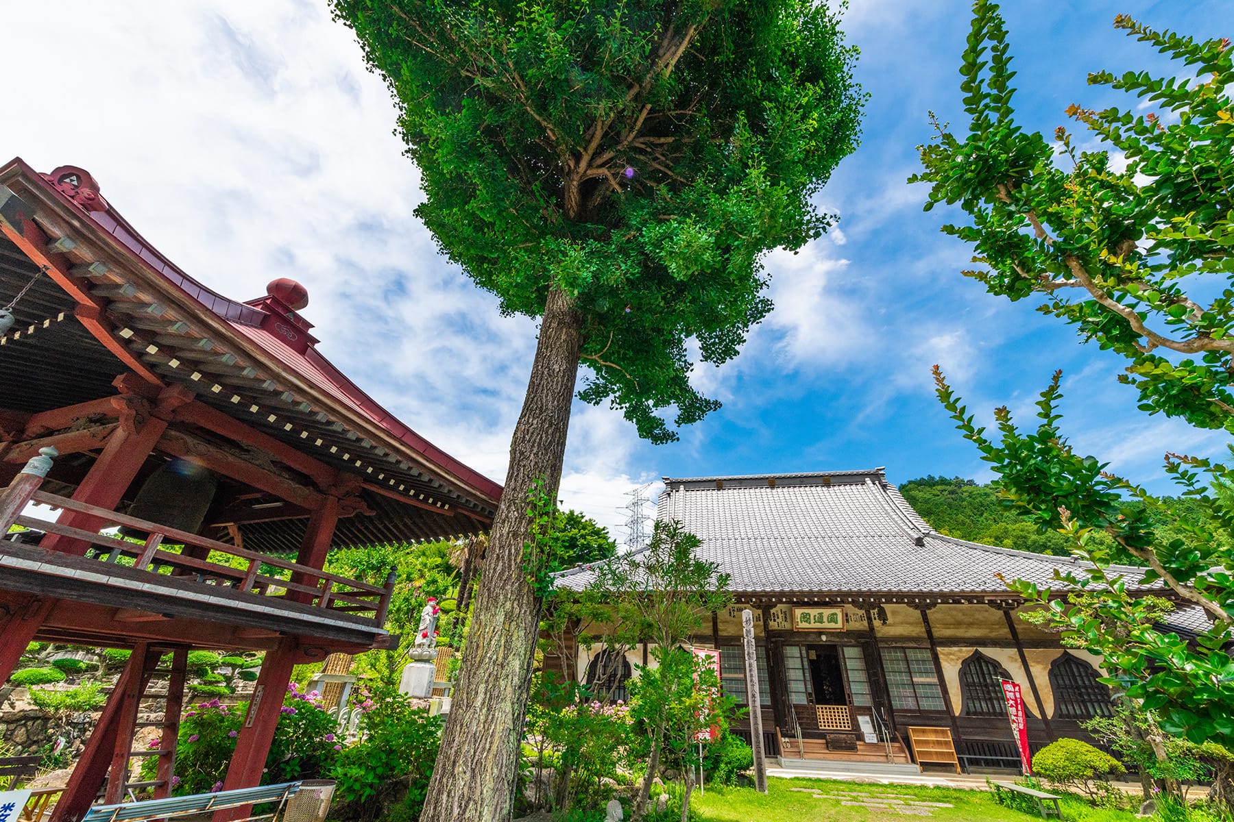 長念寺の紫陽花｜埼玉県飯能市