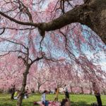 羊山公園の枝垂れ桜【秩父羊山公園：埼玉県秩父市】