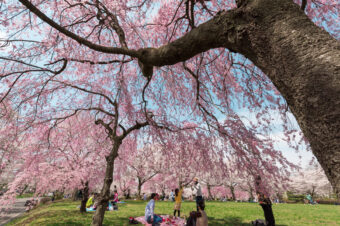 羊山公園の枝垂れ桜