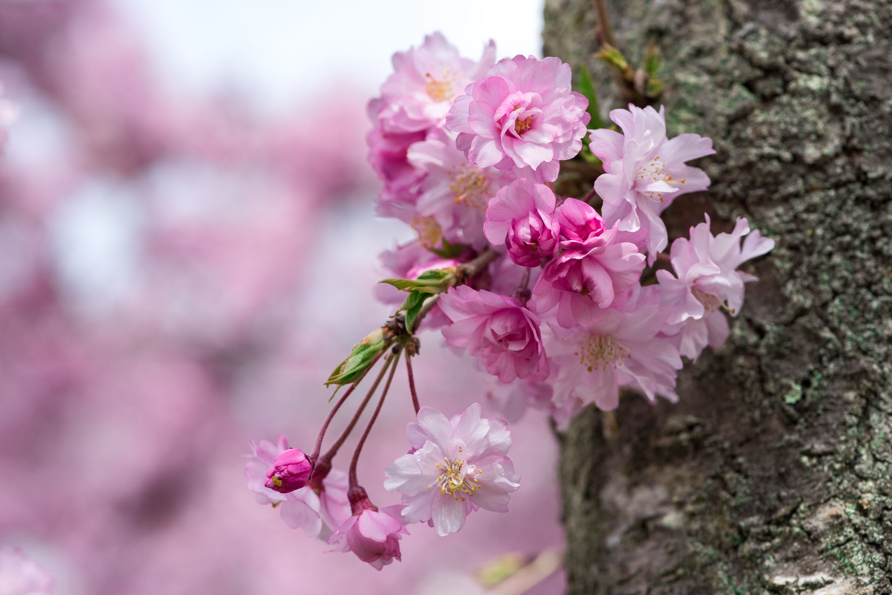 羊山公園の枝垂れ桜【秩父羊山公園：埼玉県秩父市】