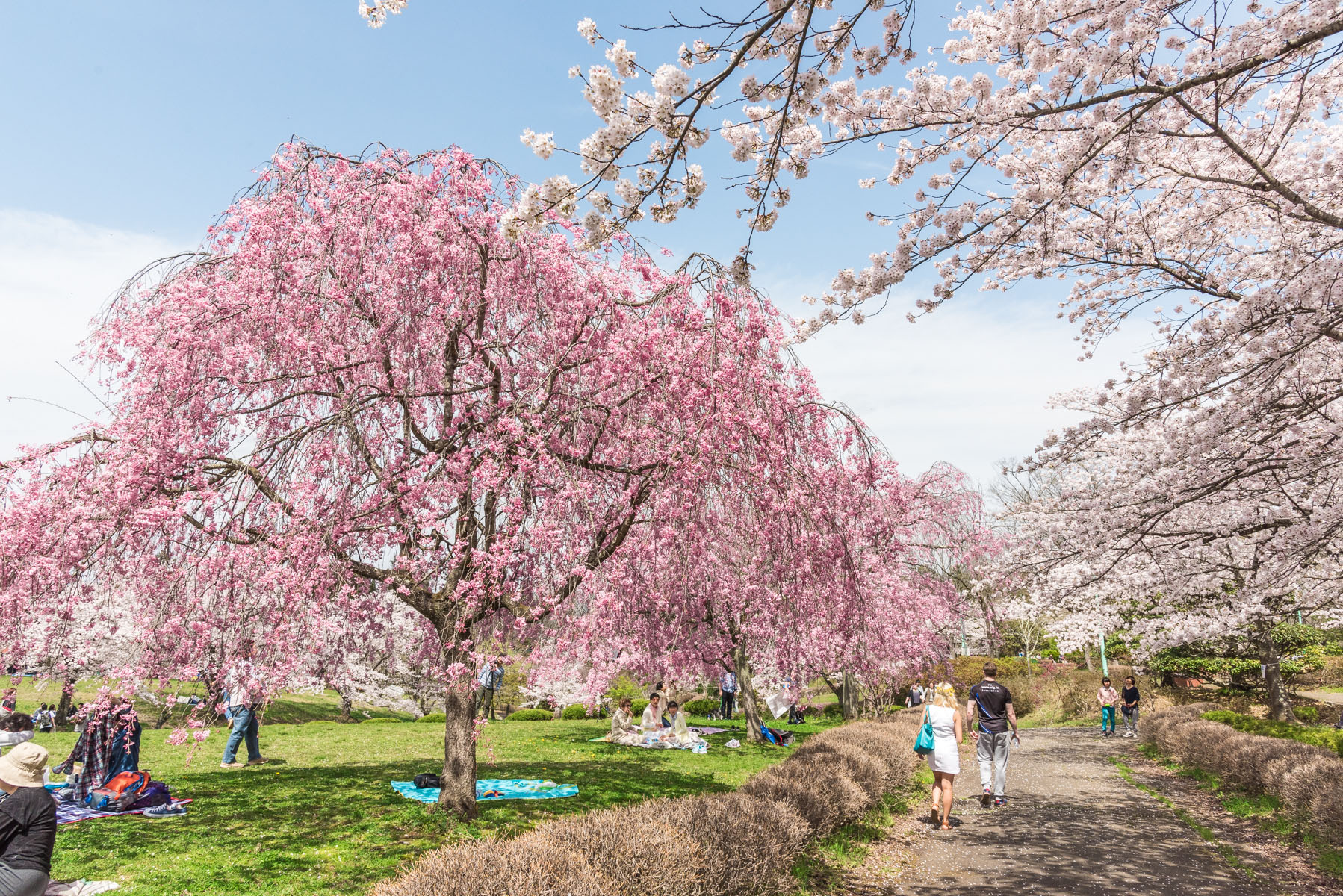 羊山公園の枝垂れ桜【秩父羊山公園：埼玉県秩父市】