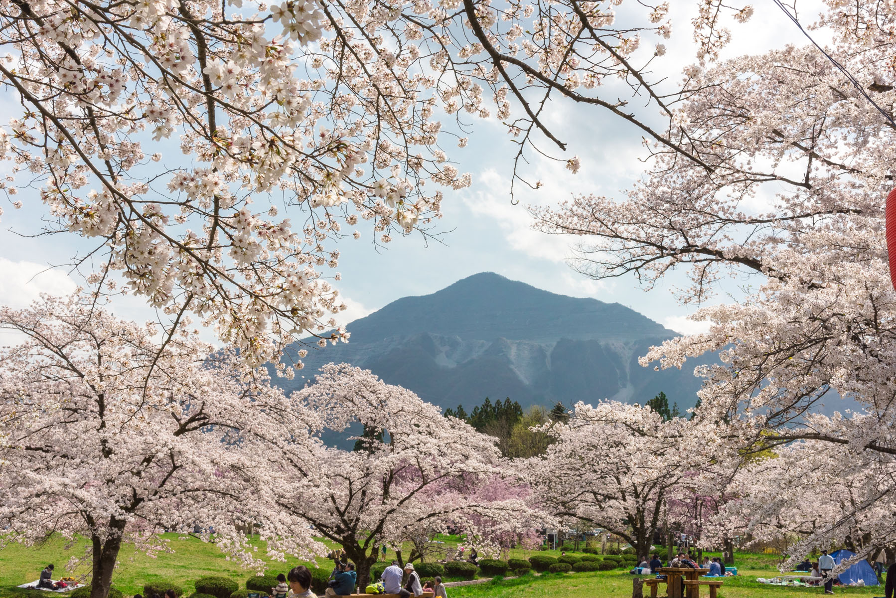 羊山公園の枝垂れ桜【秩父羊山公園：埼玉県秩父市】