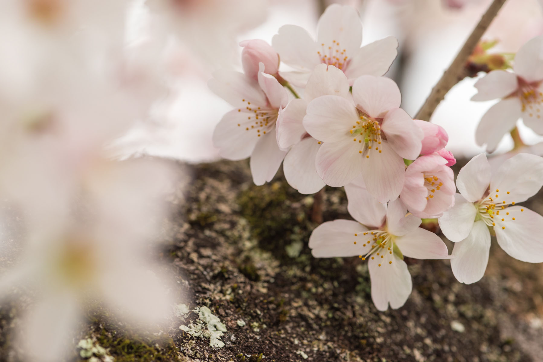 羊山公園の枝垂れ桜【秩父羊山公園：埼玉県秩父市】