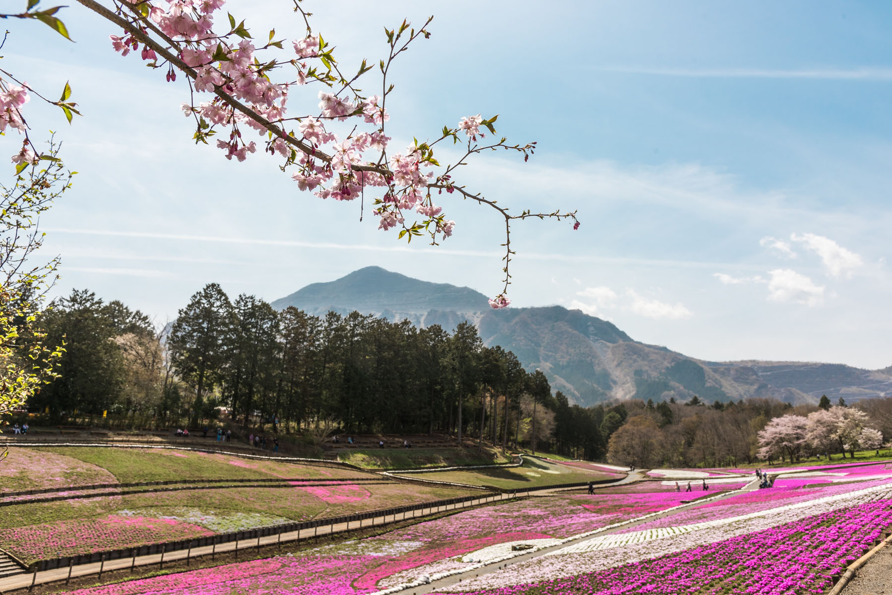 羊山公園の枝垂れ桜【秩父羊山公園：埼玉県秩父市】