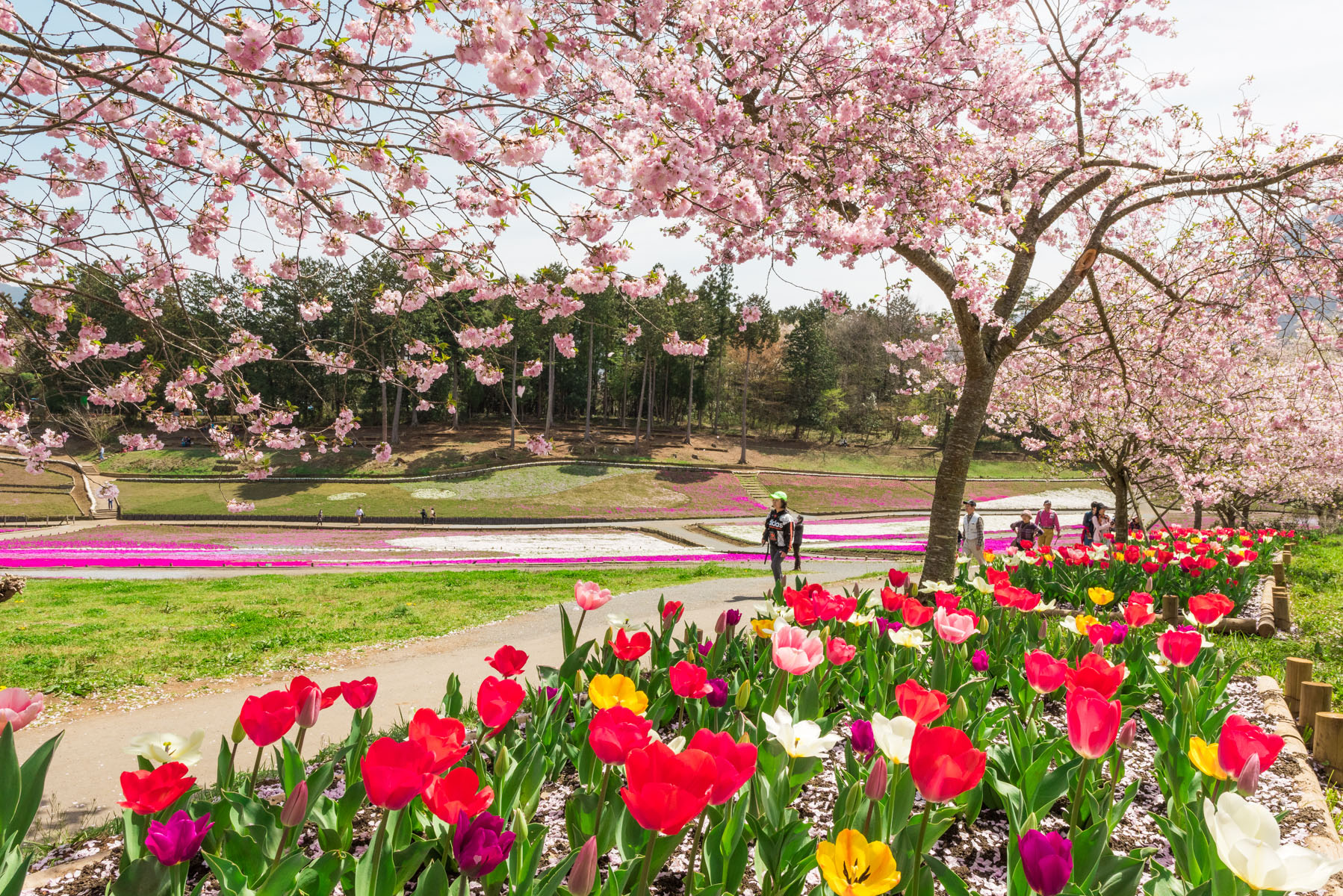 羊山公園の枝垂れ桜【秩父羊山公園：埼玉県秩父市】