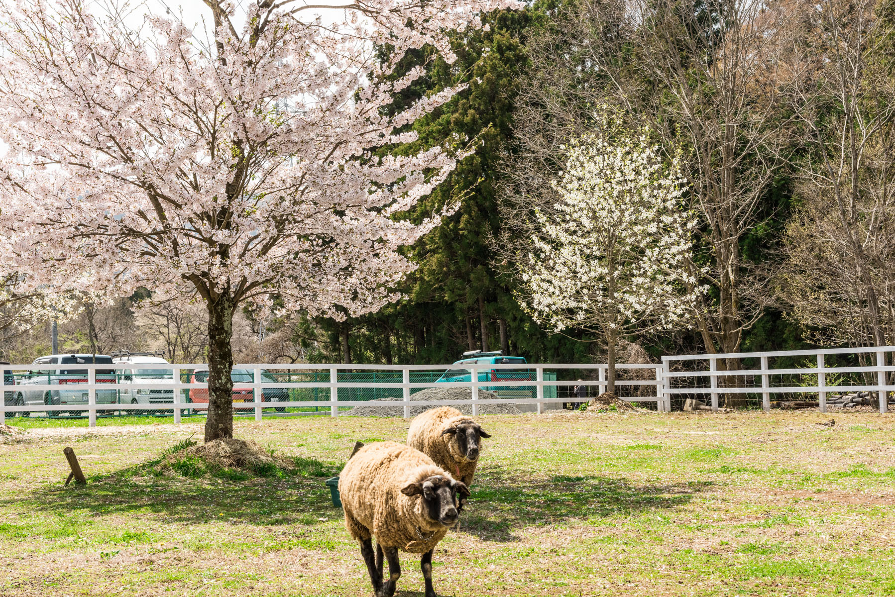 羊山公園の枝垂れ桜【秩父羊山公園：埼玉県秩父市】