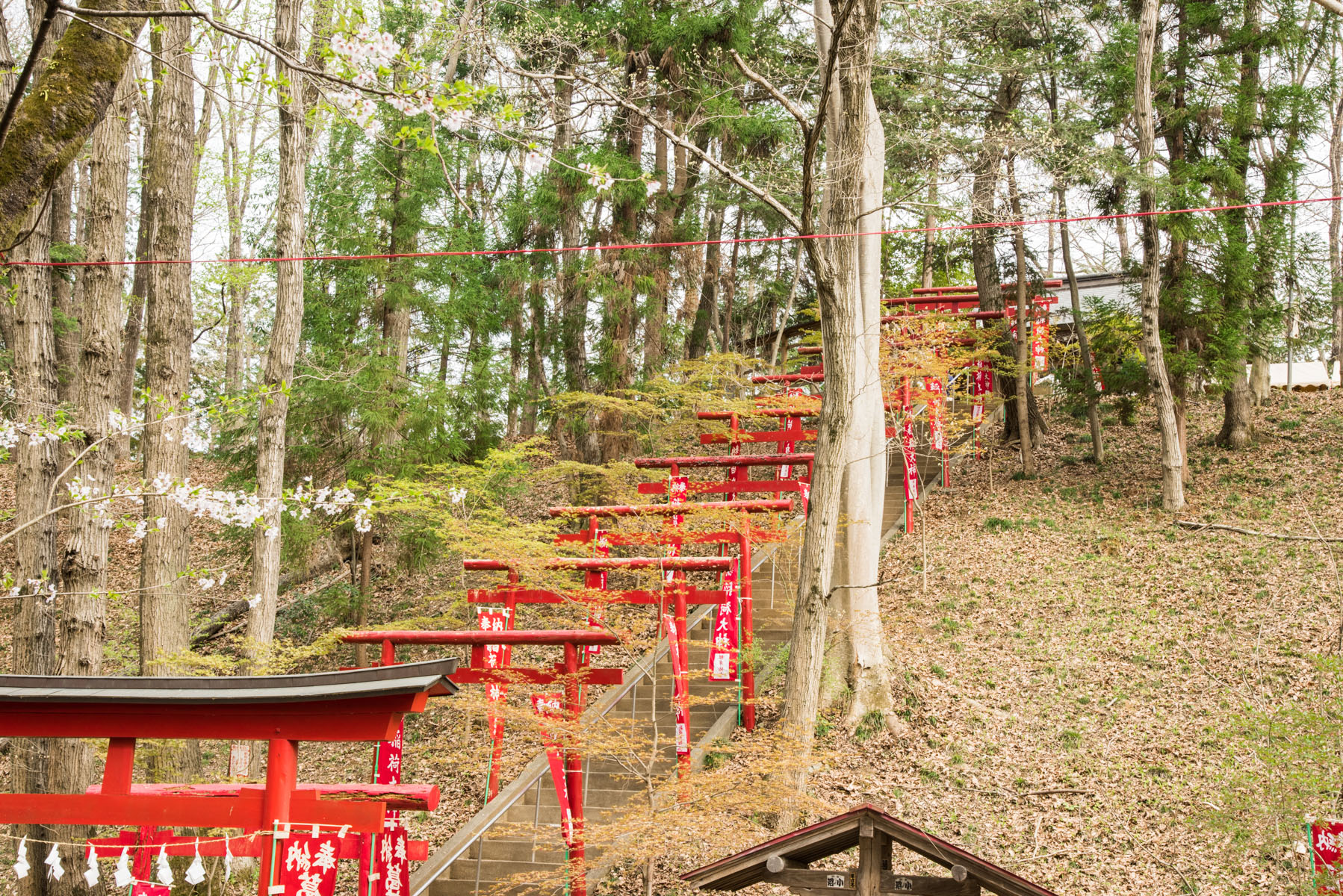 羊山公園の枝垂れ桜【秩父羊山公園：埼玉県秩父市】