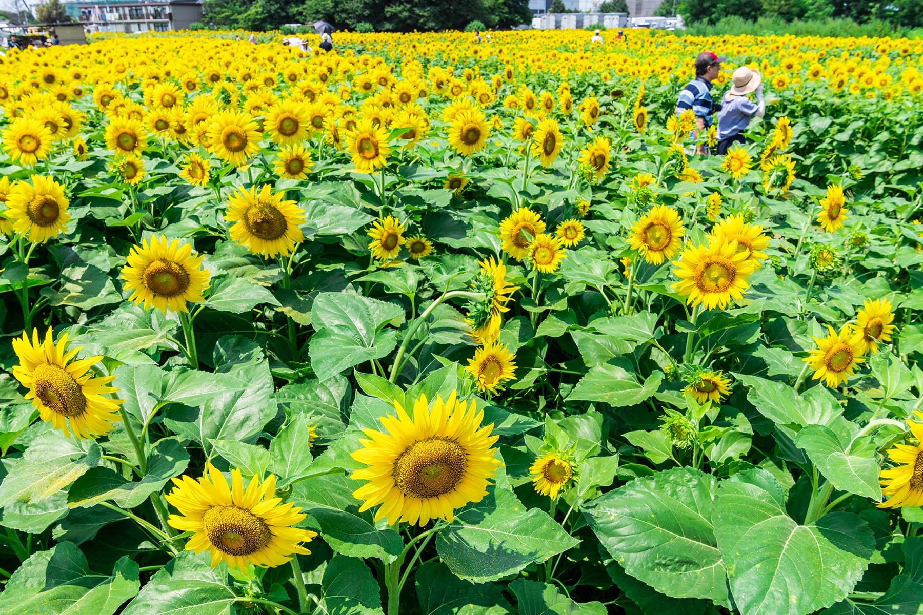 蓮田ひまわり畑：埼玉県蓮田市