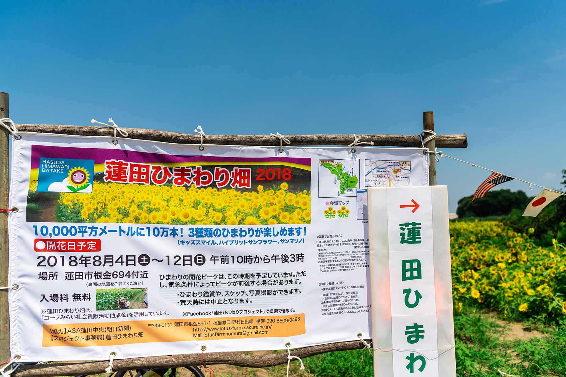 蓮田ひまわり畑：埼玉県蓮田市