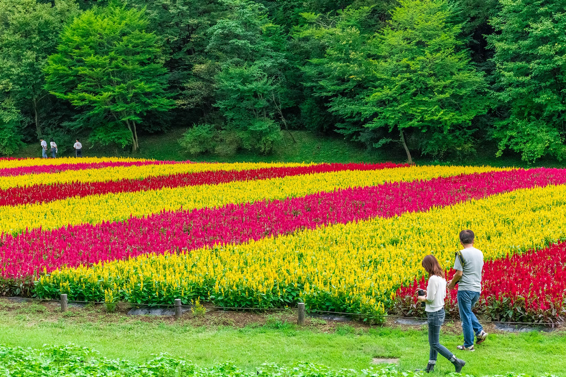 羽毛ゲイトウ【森林公園：埼玉県比企郡滑川町】