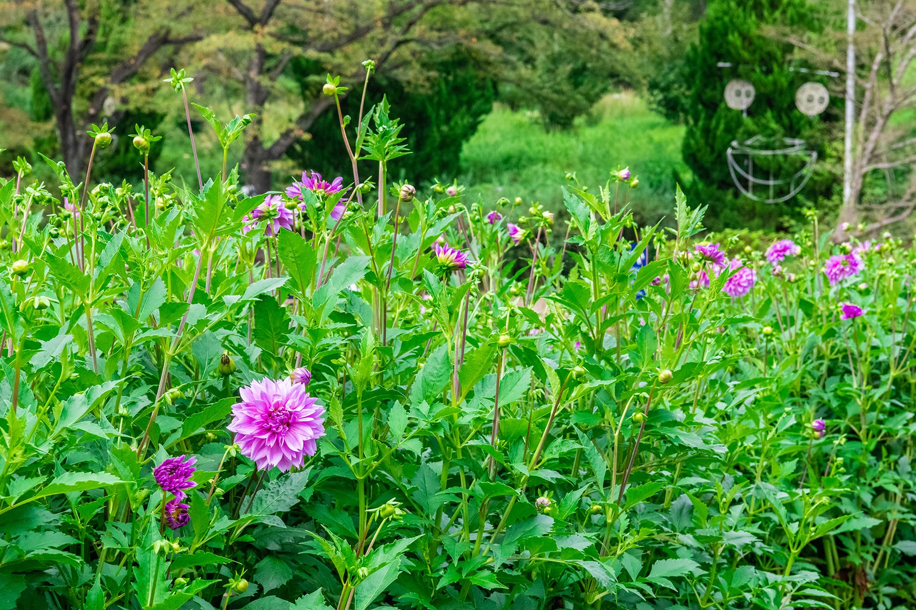 羽毛ゲイトウ【森林公園：埼玉県比企郡滑川町】