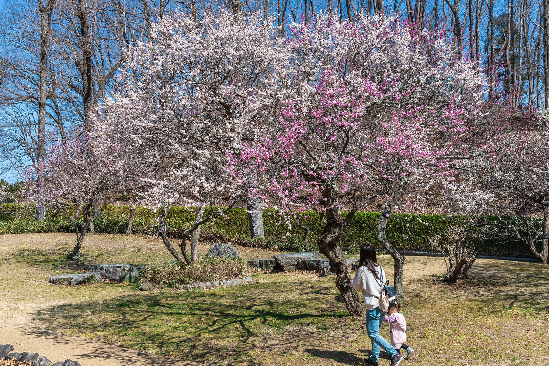 ミューズパーク梅園【秩父ミューズパークの梅園：小鹿野町】