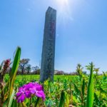 田島ヶ原サクラソウ自生地 | フォトさいたま