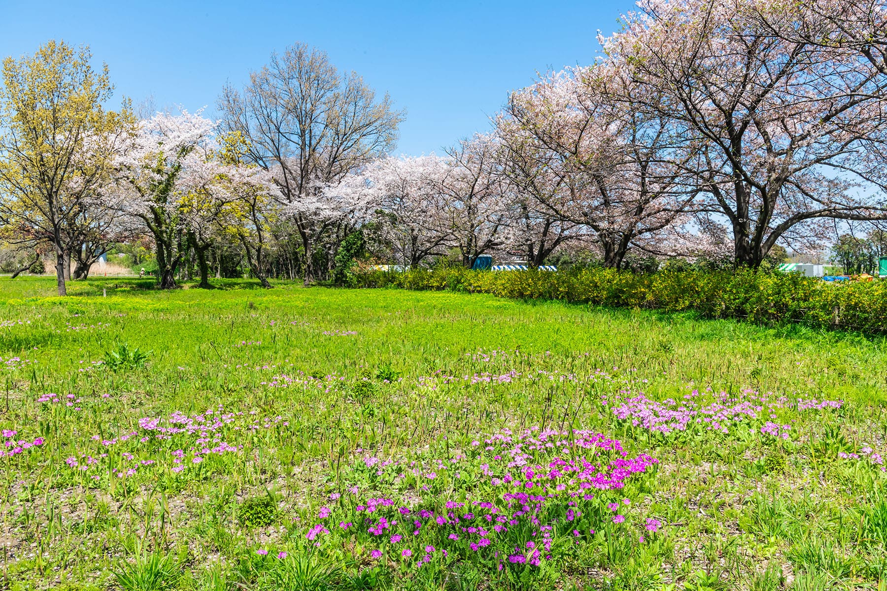 田島ヶ原サクラソウ自生地 | フォトさいたま