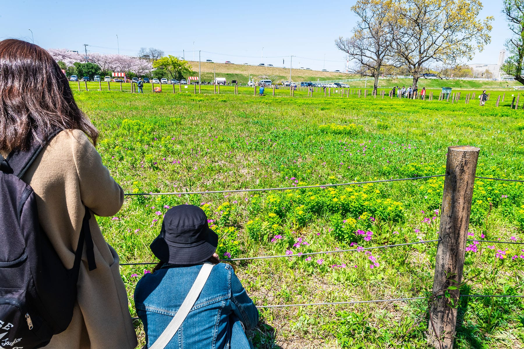 田島ヶ原サクラソウ自生地 | フォトさいたま