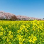 幸手権現堂桜まつり | フォトさいたま
