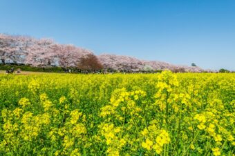 幸手権現堂桜まつり