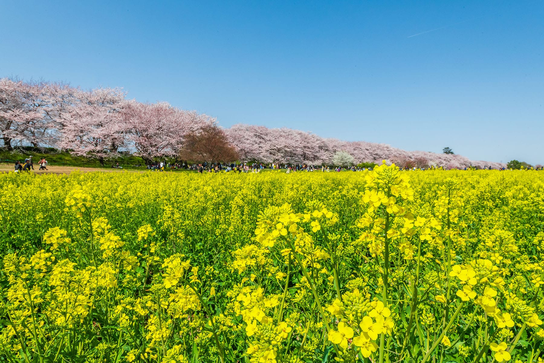 幸手権現堂桜まつり | フォトさいたま