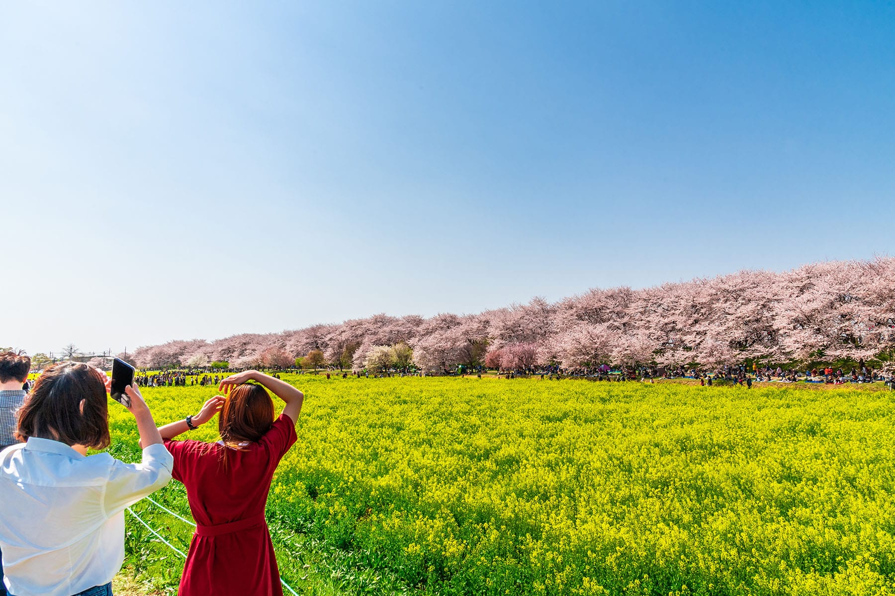 幸手権現堂桜まつり | フォトさいたま