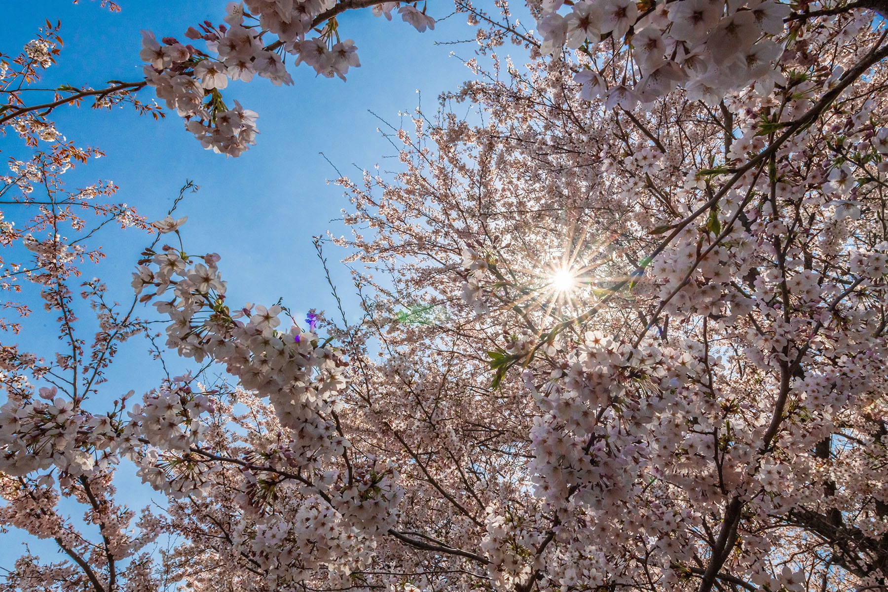 幸手権現堂桜まつり | フォトさいたま