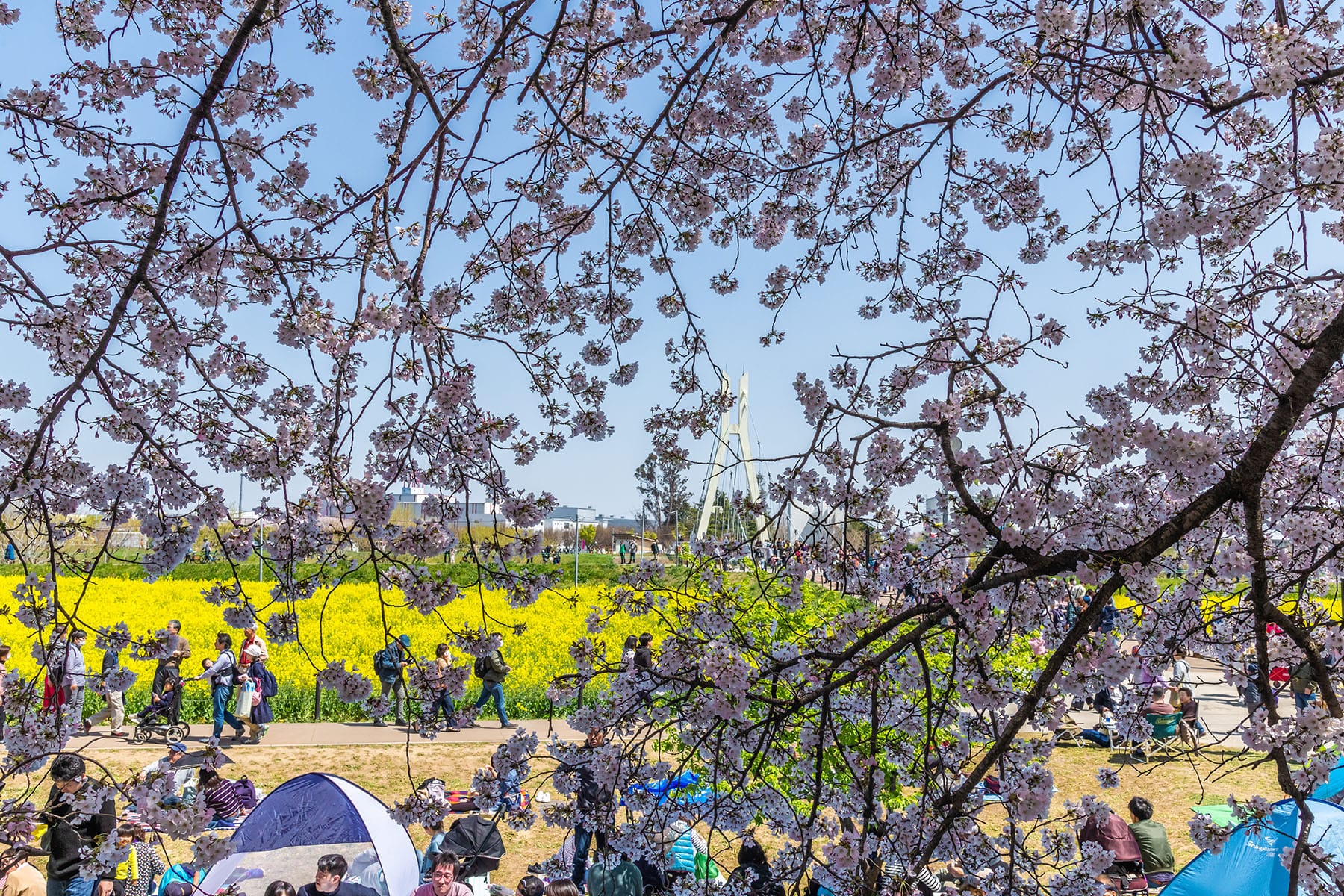 幸手権現堂桜まつり | フォトさいたま