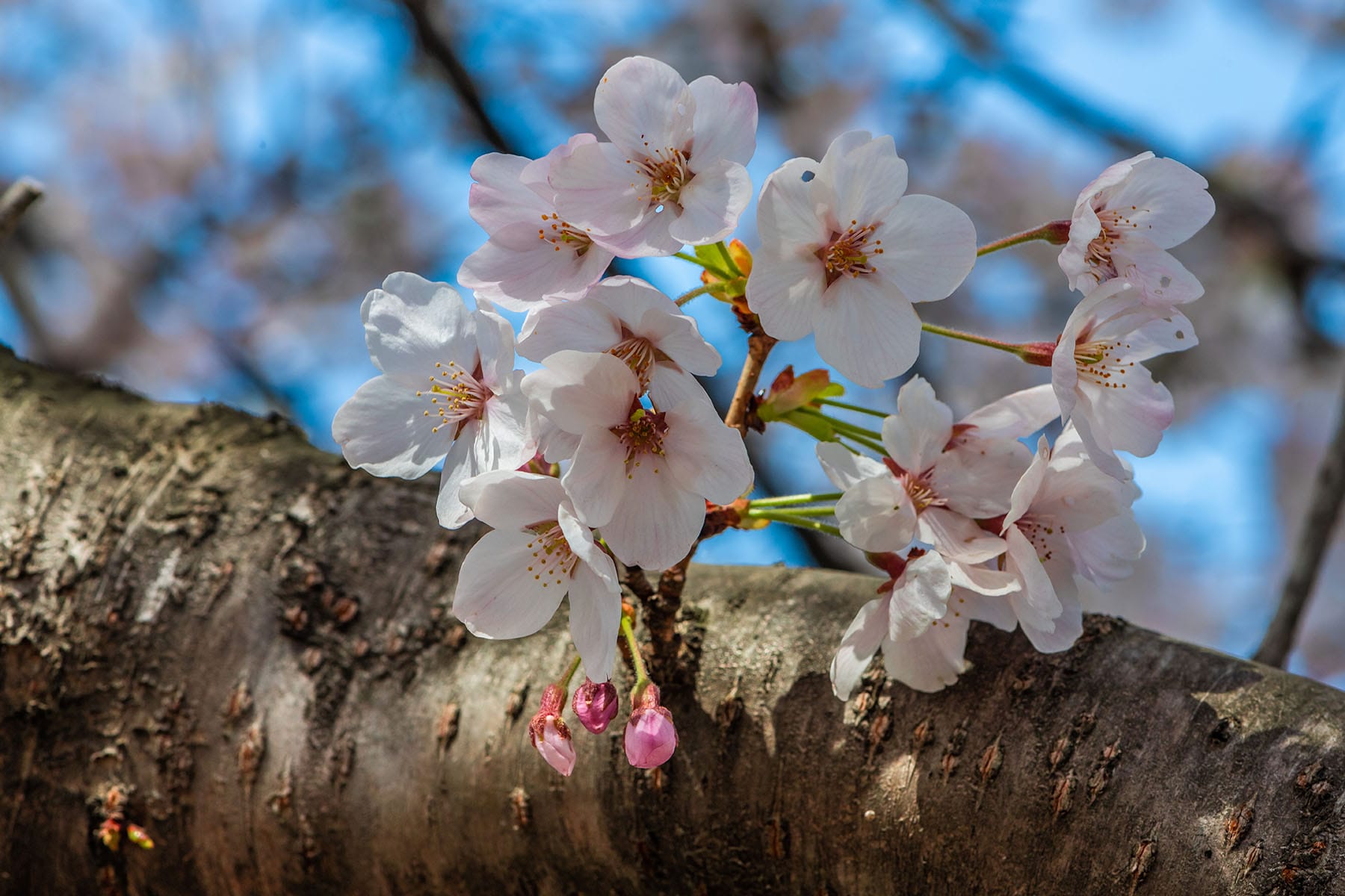 幸手権現堂桜まつり | フォトさいたま